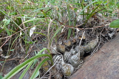 Eulophia epidendraea